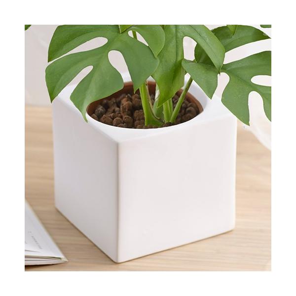 日比谷花壇 観葉植物 おしゃれ インテリア ギフト プレゼント お手入れかんたん ヒメモンステラ スクエアホワイト Buyee Buyee Japanese Proxy Service Buy From Japan Bot Online