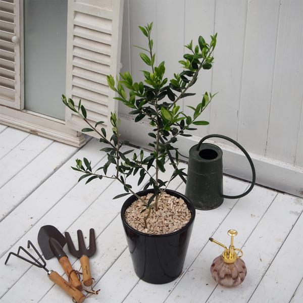 JԒd Ԕ Mtg Ϗ܎uI[u2{A_|bgv a  LO oYj LO j ސEj Vzj 