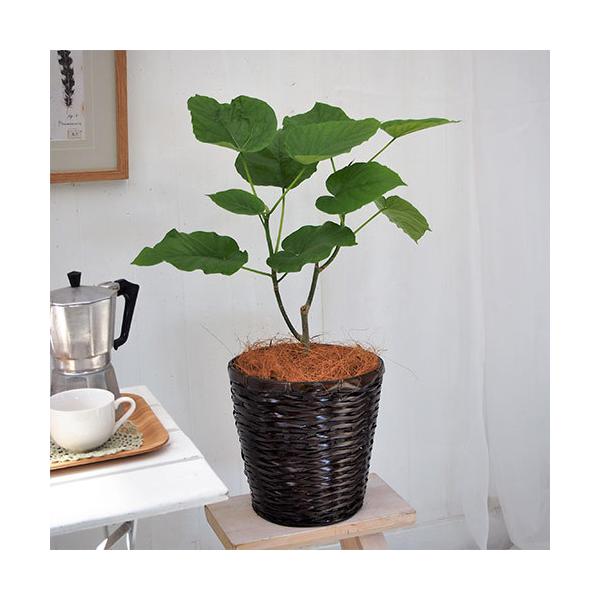 JԒd ϗtAuEx[^6oXPbgv a  CeAO[ p LO Vzj JXj 