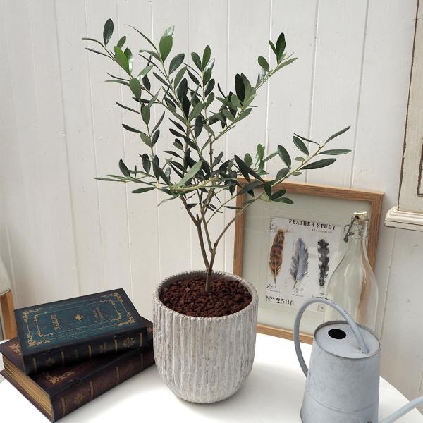 JԒd ϗtAuI[uAeB[N|bgv a  CeAO[ p LO Vzj JXj 