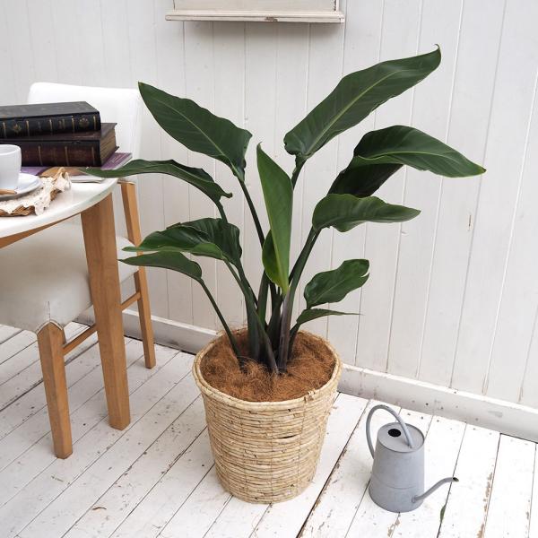 オーガスタ 花の人気商品 通販 価格比較 価格 Com