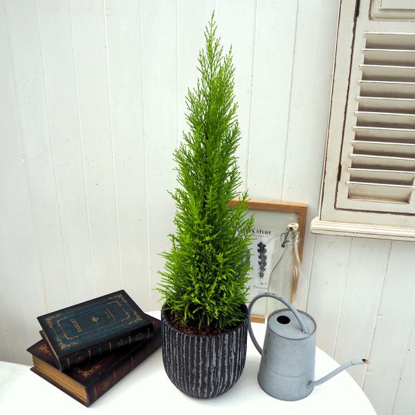 JԒd ϗtA uS[hNXg(AeB[N|bg)v a  CeAO[ p LO Vzj JXj 