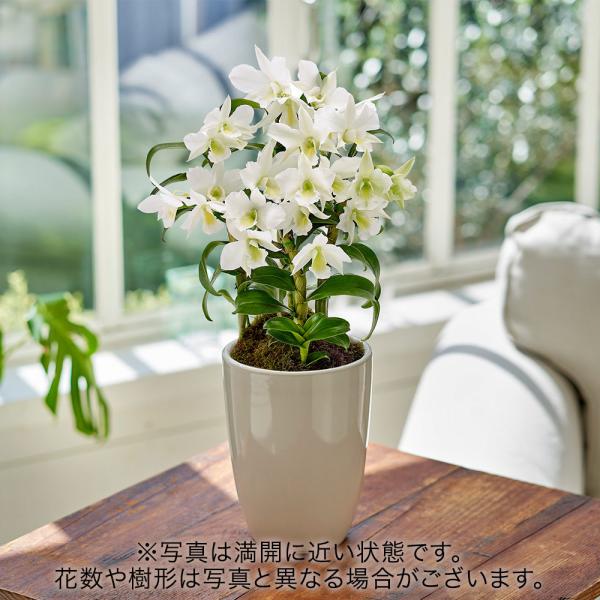 贈り物 オーキッドデュー デンドロビウム 洋蘭 1 音 植物 観葉植物