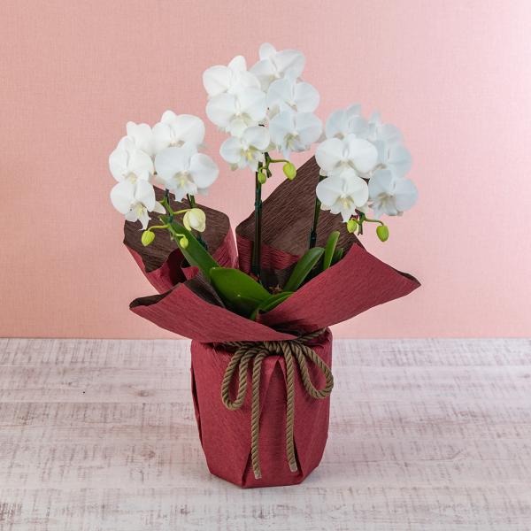 ■お届け 5日後以降でご指定可■注文締切2027/11/25　14:00まで胡蝶蘭をコンパクトサイズに仕立てた白のミディ胡蝶蘭です。日比谷花壇のバイヤーが厳選してお届けいたします。気品があり、花持ちも良く、置き場所に困ることも少ないので省ス...