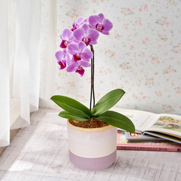 JԒd Ԕ Mtg uꂩ񂽂~fBӒ(sNES)v a j JXj Vzj t[Mtg