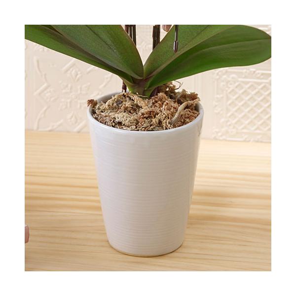 日比谷花壇 ミディ胡蝶蘭 ランラン 送料無料 ネット限定 お祝い 開店祝い 鉢花 Buyee Buyee Japanese Proxy Service Buy From Japan Bot Online