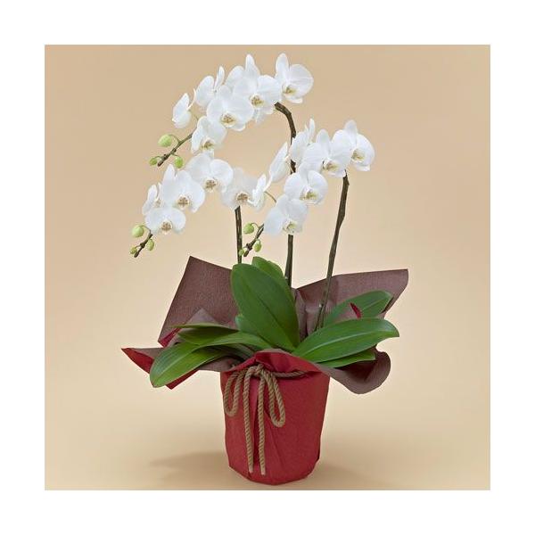 誕生日 花 プレゼント 花鉢 ラン鉢  ミディ胡蝶蘭（ホワイト）3本立ち ネット限定 お祝い 開店祝い 鉢花