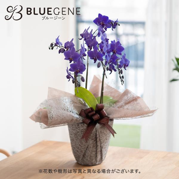 日比谷花壇 日比谷花壇公式 花鉢 ギフト 青色 胡蝶蘭「Blue Gene