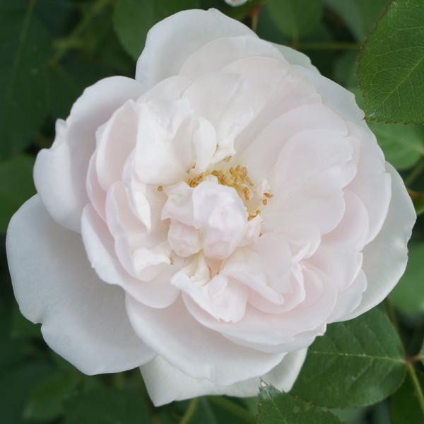 苗の生育状況により、出荷時期が前後することがございます。メーカーより直送のため、バラ苗以外の商品との混載での配送は出来ません。4鉢まで同一配送料です。5鉢以上は追加料金が発生します。配送地域によっては冬季の配送ができない場合があります。その...