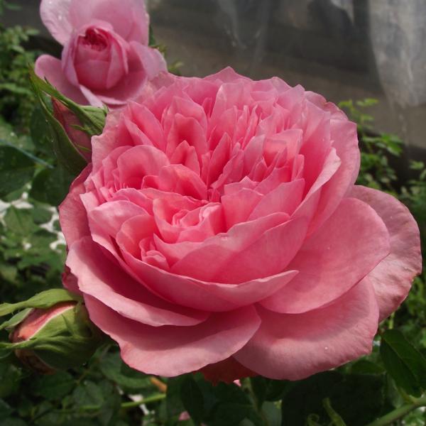 苗の生育状況により、出荷時期が前後することがございます。メーカーより直送のため、バラ苗以外の商品との混載での配送は出来ません。4鉢まで同一配送料です。5鉢以上は追加料金が発生します。配送地域によっては冬季の配送ができない場合があります。その...