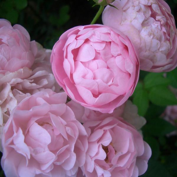 【ご予約受付中】こちらの商品はご予約商品です。11月中旬からの出荷予定ですが、苗の生育状況により、出荷時期が前後することがございます。メーカーより直送のため、バラ苗以外の商品との混載での配送は出来ません。4鉢まで同一配送料です。5鉢以上は追...