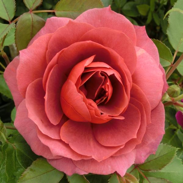 【ご予約受付中】こちらの商品はご予約商品です。11月中旬からの出荷予定ですが、苗の生育状況により、出荷時期が前後することがございます。メーカーより直送のため、バラ苗以外の商品との混載での配送は出来ません。4鉢まで同一配送料です。5鉢以上は追...