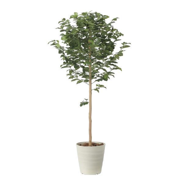 光触媒　人工観葉植物　ウォールグリーン　フェイクグリーン　レモンツリー1.35 光触媒人工観葉植物ウォールグリーンフェイクグリーンレモン