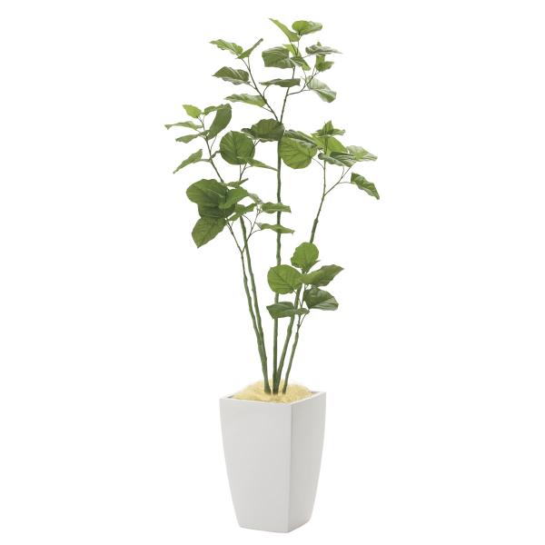 光触媒 光の楽園 アーバンブランチウンベラータ1.8m : 光の楽園公式