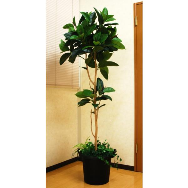 tFCNO[ ̊y G} lHϗtA S̖1.8m lHϗtA