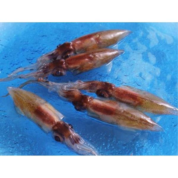 yⓀzxRY@ق邢24 (hgEԂԗp)