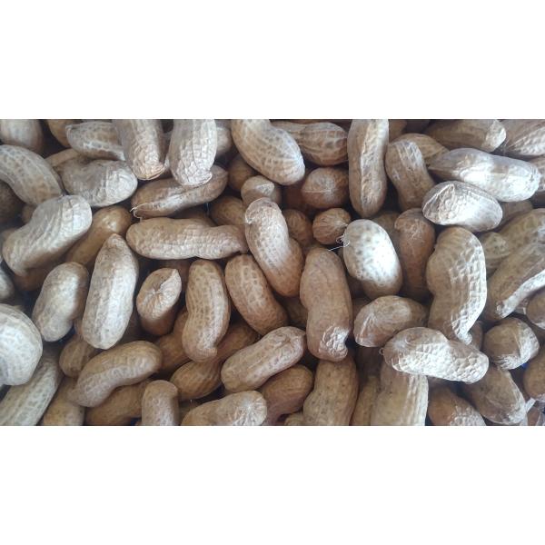 [Release date: September 21, 2026]26年秋にご予約順に出荷いたします。2点以上ご購入の場合、750g入りレターパックをご注文の数量お届けいたします。静岡県牧之原市で育った国産おおまさりの生落花生を農家から直...