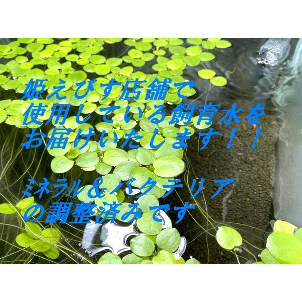 姫えびす店舗にて使用している飼育水を２０リットルお届けします。レッドビーシュリンプから新種系ハイブリッドシュリンプまで幅広く使用可能です。ミネラル調整はもちろん、バクテリアの調整まで出来上がった状態でお届けいたします。新規立上水槽への使用や...
