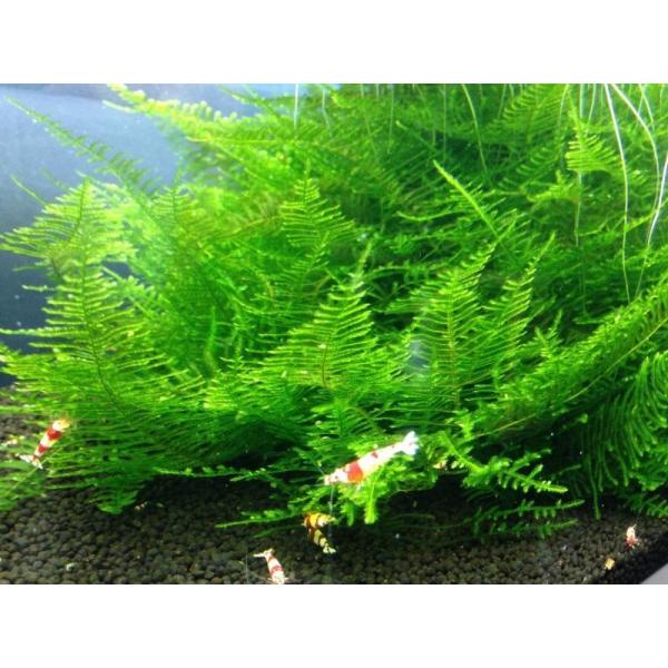 出品物は植物となります。出品コメントを必ず最後までお読みになり、ご納得いただいてからのご購入をお願いいたします。掲載画像のジャイアント南米ウィローモスをお届けいたします。当方のモスは画像の通り、綺麗な深緑のものをお届けいたします。画像２、３...