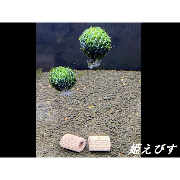 モス付きのバルーン１個と重りのろ材１個をセットしたものを合計２個お届けいたします！！当方にて作成したオリジナル品になります。当方（姫えびす）は、シュリンプ専門店を営んでおります。完全無農薬の水草ですので、シュリンプ水槽に安心して使用可能です...