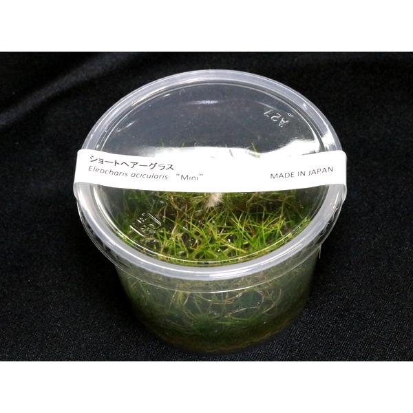 組織培養　ショートヘアーグラス　国産品（無農薬：１カップ）