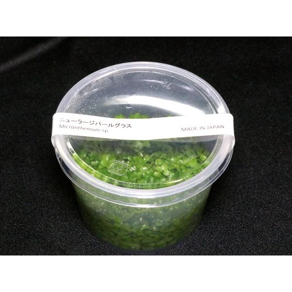組織培養　ニューラージパールグラス　国産品（無農薬：１カップ）