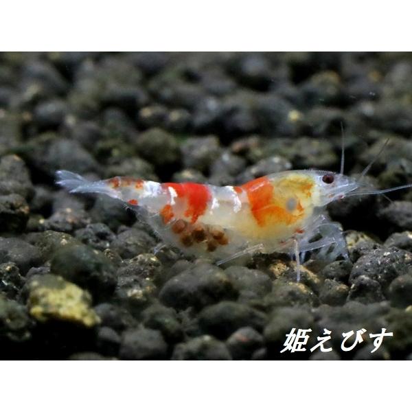 ドラゴンサンライズ（DRAGON SUNRISE）　抱卵♀個体