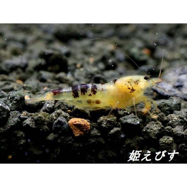 ブラックドラゴンサンライズ（BLACK DRAGON SUNRISE）　ペア＝２匹
