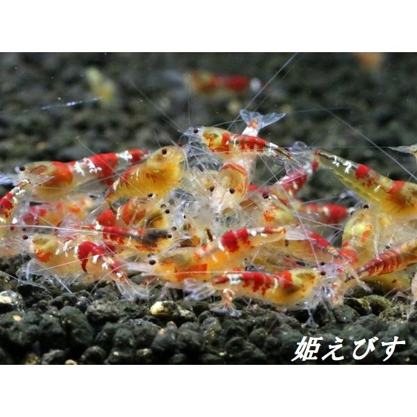 ドラゴンサンライズ（DRAGON SUNRISE）　５匹