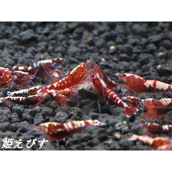 送料無料!!)レッドカオス-Fishborn 4匹セット :shrimp0013:姫えびすヤフー店 - 通販 - Yahoo!ショッピング 送料無料!!)レッドカオス-Fishborn 4匹セット :shrimp0013:姫えびすヤフー店 - 通販 - Yahoo!ショッピング