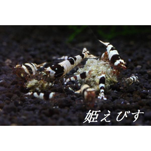 掲載画像の水槽より１０匹掬い発送いたします。お送りする個体の情報は以下の通りです。掲載画像１枚目が飼育水槽の様子です。この水槽から １０匹掬い発送いたします。掲載画像２枚目はお送りする個体の参考イメージです。グレード等の参考にしてください。...