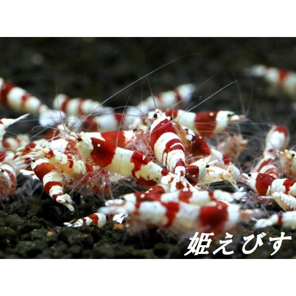 送料無料!!＞レッドビーシュリンプ ３０匹 繁殖セット :shrimp016:姫えびすヤフー店 - 通販 - Yahoo!ショッピング