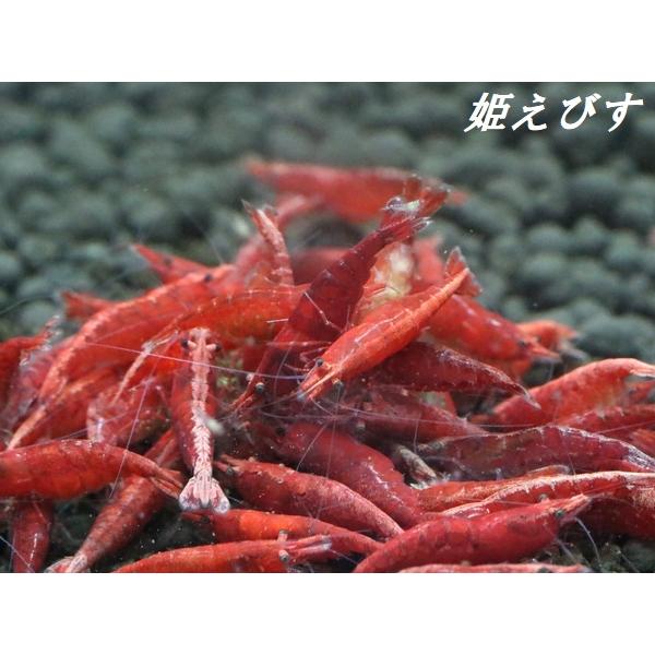 ＜送料無料!!＞レッドファイヤーシュリンプ　１０匹セット（個体サイズ目安18ｍｍ程度）
