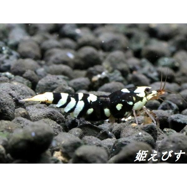 BLACK SARASA Tiger（ブラックサラサタイガー）ペア＝２匹