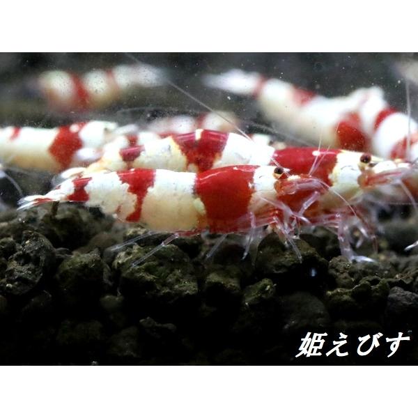 限定出品！　レッドビーシュリンプ　♀個体　１匹