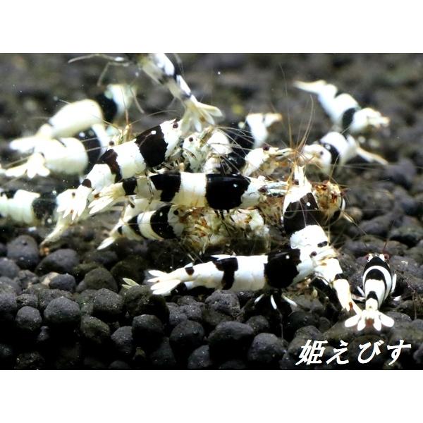 ＜送料無料!!＞ブラックビーシュリンプ　５匹　（１ランク上の綺麗な個体！）　国産ブリードのみ（兵庫姫路産）の個体です！！