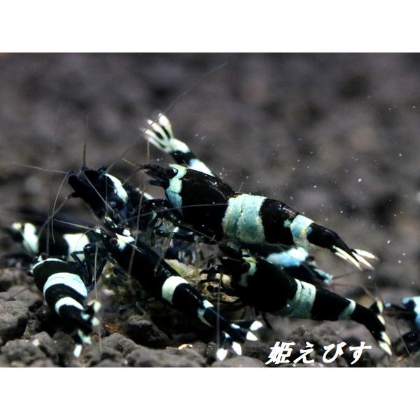 ブラックシャドー（5匹セット）