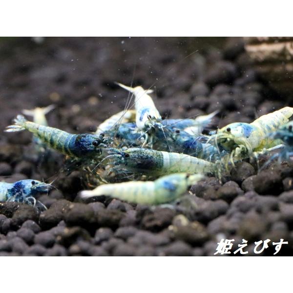 ターコイズシュリンプ（5匹セット）