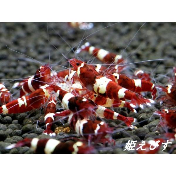 ＜送料無料！！＞レッドシャドー　20匹セット　（国産ブリード個体です）