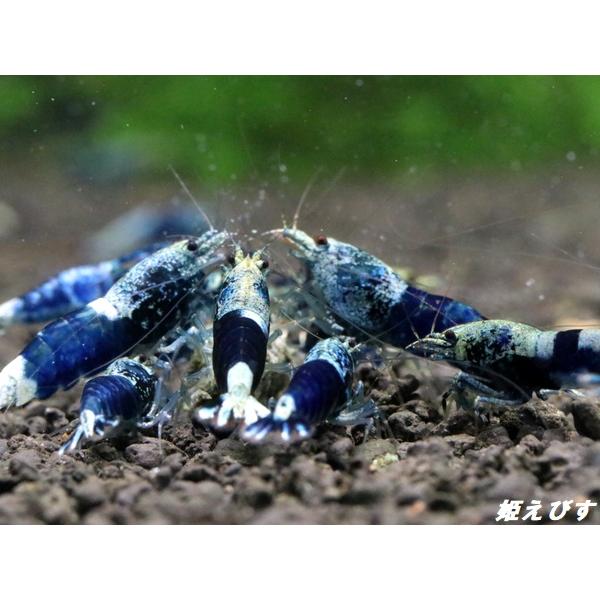 サムライブルー　ペア＝２匹　にてお届けします