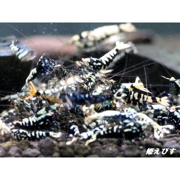 掲載画像の水槽からBlack Galaxy Fishborn　１０匹をお送りいたします。お送りする個体の詳細は以下の通りです。掲載画像１枚目から掬います。掲載画像２・３枚目は出品個体のサンプル個体です。グレード等の参考にしてください。お送り...