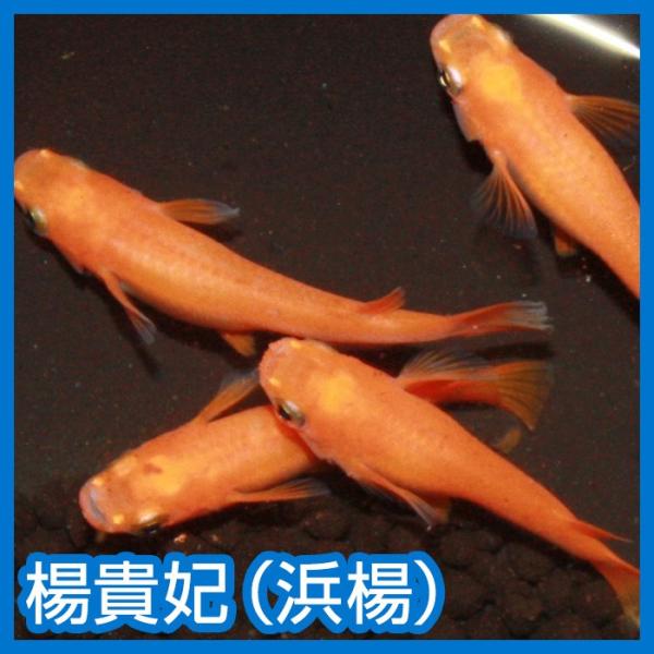 メダカ 楊貴妃 浜楊 Ｍ〜Ｌサイズ 3ペア