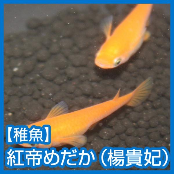 メダカ）紅帝めだか（楊貴妃）未選別 稚魚 Sサイズ 30匹セット