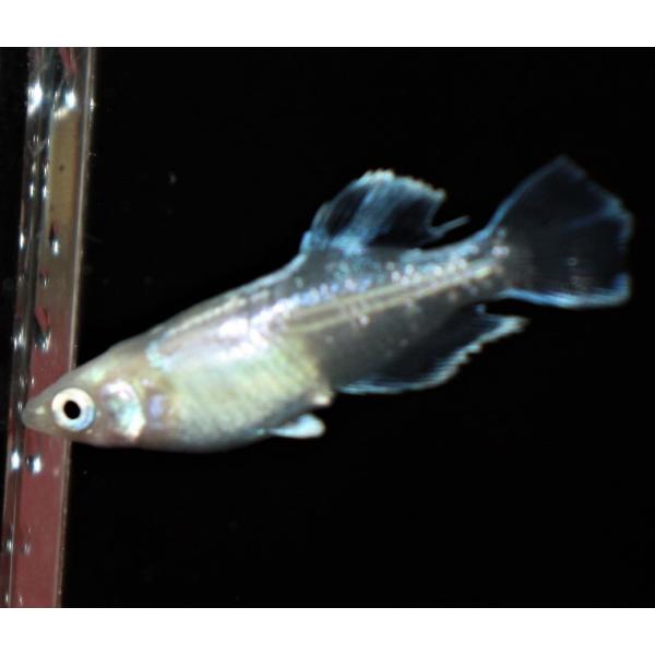 メダカ ホワイトドラゴン ドラゴンブルーホワイトタイプ Mサイズ 3