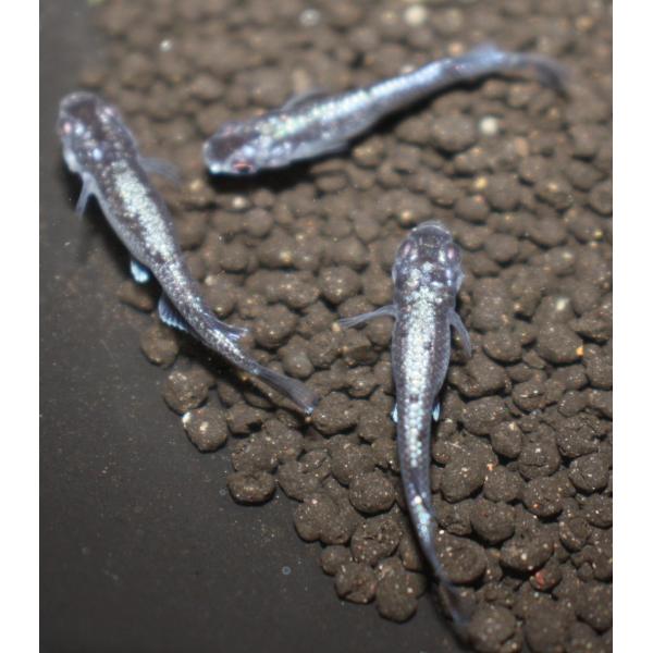 メダカ クラウドグレーダイヤ（上見強ラメブラックダイヤ）3ペア