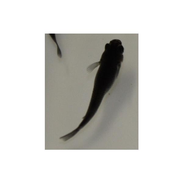 （メダカ）オロチ 稚魚 未選別 Ｓサイズ 15匹セット