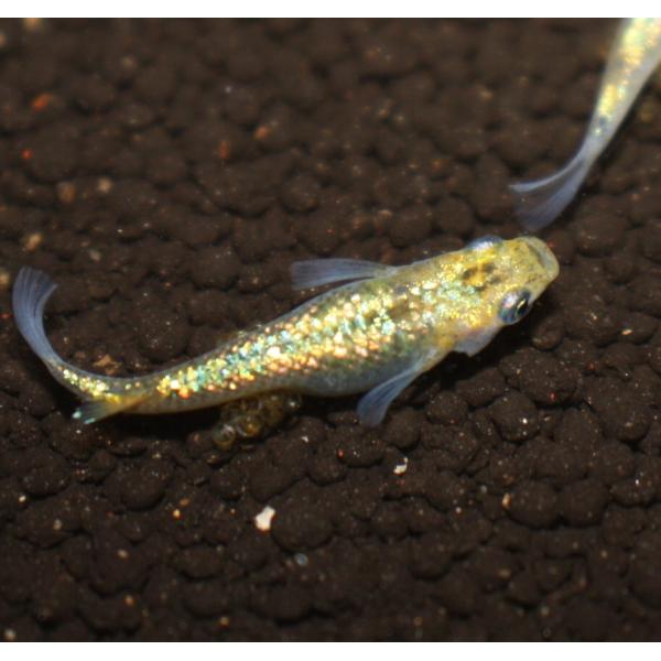 （メダカ）サボラメ 稚魚 未選別 Ｓサイズ １０匹セット