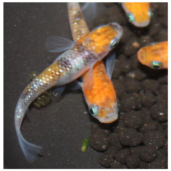 メダカ 三色ラメ幹之 虹ラメ Mサイズ 4ペア8匹 : メダカ屋ひな
