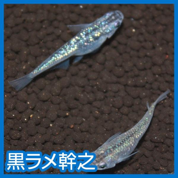 メダカ 黒ラメ幹之 虹ラメ M・Lサイズ3ペア : メダカ屋ひな - 通販