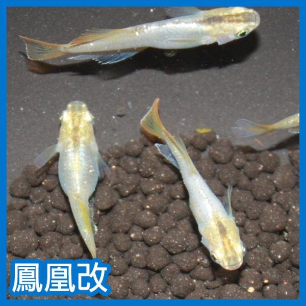 (メダカ)鳳凰改 M〜Lサイズ 5匹セット :M071:メダカ屋ひな - 通販 - Yahoo!ショッピング (メダカ)鳳凰改 M〜Lサイズ 5匹セット :M071:メダカ屋ひな - 通販 - Yahoo!ショッピング